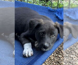 Border Collie-Unknown Mix Dogs for adoption in Bolivar, MO, USA