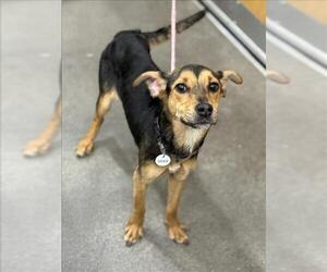 Rottweiler-Unknown Mix Dogs for adoption in Forestville, MD, USA