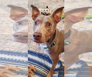 Retriever -Unknown Mix Dogs for adoption in Woodbury, NY, USA