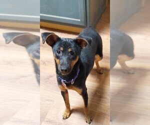 Miniature Pinscher-Unknown Mix Dogs for adoption in Boston, MA, USA