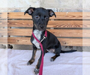 Mutt Dogs for adoption in Chico, CA, USA