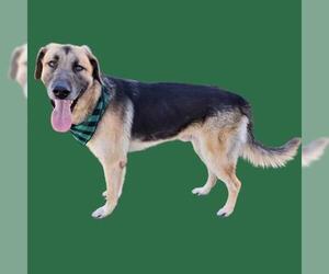 German Shepherd Dog Dogs for adoption in Bakersfield, CA, USA