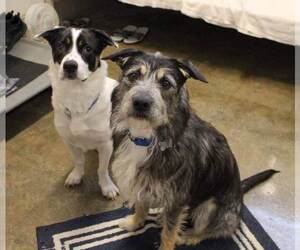 Border Collie-Unknown Mix Dogs for adoption in Kennesaw, GA, USA