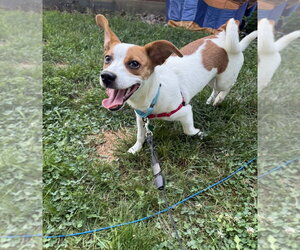 Chihuahua-Unknown Mix Dogs for adoption in Springdale, PA, USA