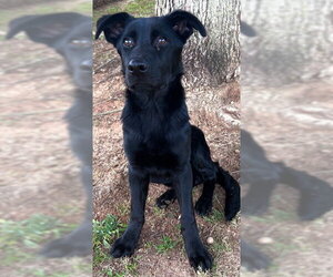 Shepradors Dogs for adoption in Grovetown, GA, USA