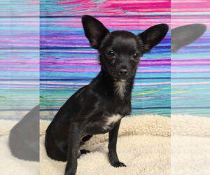 Chihuahua-Unknown Mix Dogs for adoption in Lakewood, CO, USA