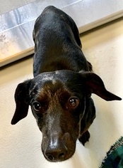 Dachshund Dogs for adoption in Pampa, TX, USA
