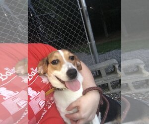 Beagle-Unknown Mix Dogs for adoption in Albemarle, NC, USA