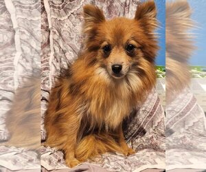 Pomeranian Dogs for adoption in Smithfield, PA, USA