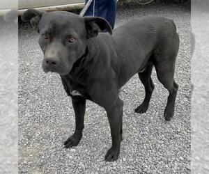 Boxador Dogs for adoption in Sparta, TN, USA