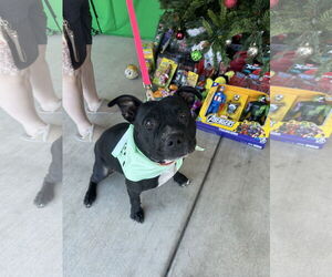 Staffordshire Bull Terrier-Unknown Mix Dogs for adoption in Chandler, AZ, USA