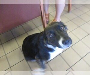 Australian Shepherd-Unknown Mix Dogs for adoption in Ocala, FL, USA