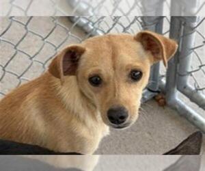 Chihuahua Dogs for adoption in Bakersfield, CA, USA