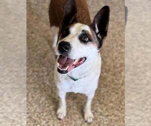 Red Heeler-Unknown Mix Dogs for adoption in Incline Village, NV, USA