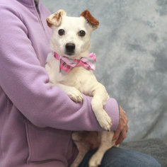 Jack Russell Terrier Dogs for adoption in Garfield Heights, OH, USA