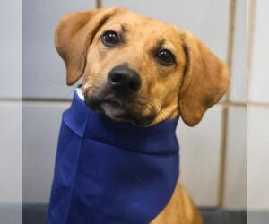 Black Mouth Cur-Unknown Mix Dogs for adoption in San Antonio, TX, USA