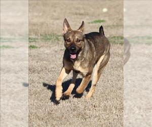 German Shepherd Dog Dogs for adoption in Grovetown, GA, USA
