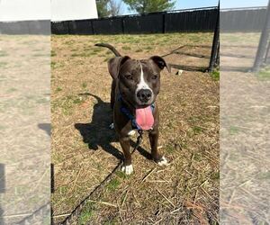 American Pit Bull Terrier-Unknown Mix Dogs for adoption in Evansville, IN, USA