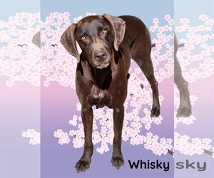 German Shorthaired Pointer Dogs for adoption in Phelan, CA, USA