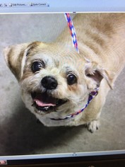 Shih Tzu Dogs for adoption in Williston, VT, USA