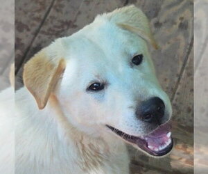 Retriever -Unknown Mix Dogs for adoption in Canton, CT, USA