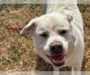 Labrador Retriever-Unknown Mix Dogs for adoption in Tulsa, OK, USA