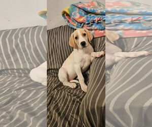 Golden Retriever-Great Dane Mix Dogs for adoption in New London, WI, USA