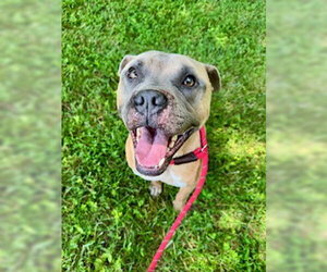 Mutt Dogs for adoption in Sparta, TN, USA