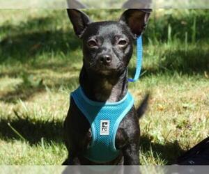 Chiweenie Dogs for adoption in Arlington, WA, USA