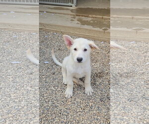 Mutt Dogs for adoption in Estherville, IA, USA