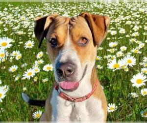 Bulloxer Dogs for adoption in Camarillo, CA, USA
