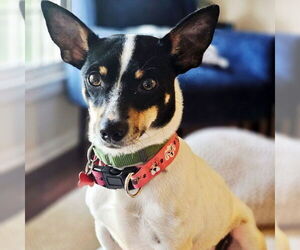 Rat Terrier Dogs for adoption in Atlanta, GA, USA