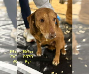 Redbone Coonhound-Unknown Mix Dogs for adoption in Oakhurst, NJ, USA