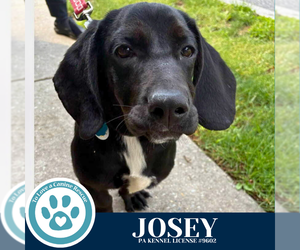 Basset Hound-Unknown Mix Dogs for adoption in Kimberton, PA, USA