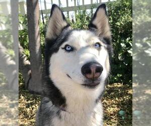 Siberian Husky Dogs for adoption in San Bernardino , CA, USA