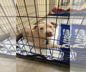 Medium Photo #1 Staffordshire Bull Terrier-Unknown Mix Puppy For Sale in Texas City, TX, USA