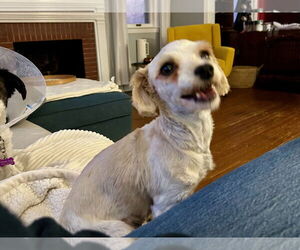 Havanese Dogs for adoption in Croydon, NH, USA