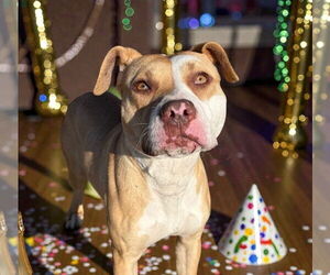 Mutt Dogs for adoption in Glen Allen, VA, USA