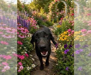 Labrador Retriever Dogs for adoption in Globe, AZ, USA