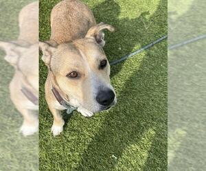 Mutt Dogs for adoption in Downey, CA, USA