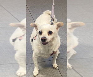 Chihuahua Dogs for adoption in Rancho Cucamonga, CA, USA