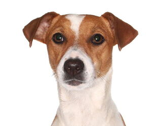 Chihuahua Dogs for adoption in Oakland Park, FL, USA