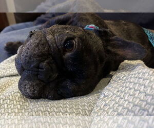 French Bulldog Dogs for adoption in San Jose, CA, USA