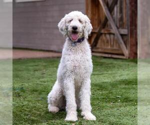 Poodle (Standard) Dogs for adoption in San Diego, CA, USA