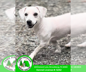 Bichon Frise Dogs for adoption in Stroudsburg, PA, USA