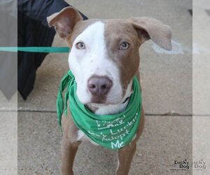 Boxador Dogs for adoption in Washington, DC, USA