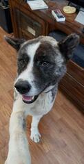Akita Dogs for adoption in Saint Louis, MO, USA