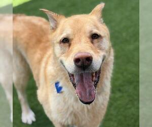 Labrador Retriever-Unknown Mix Dogs for adoption in San Diego, CA, USA