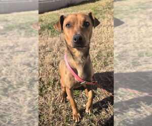 Mutt Dogs for adoption in Shelburne, VT, USA
