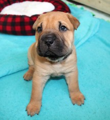 Small Chinese Shar-Pei